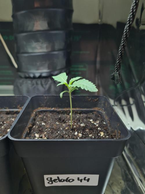 Gelato 44 | Royal Queen Seeds. Week 0 - 12-11