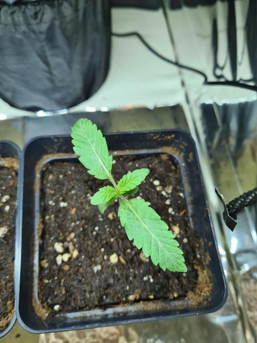 Gelato 44 | Royal Queen Seeds. Week 0 - 12-11