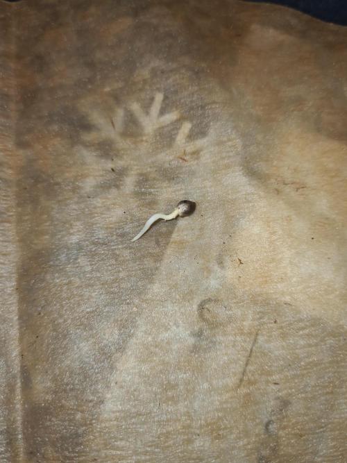 Nori Cake | Green House Seed Co.. Week 0 - Root