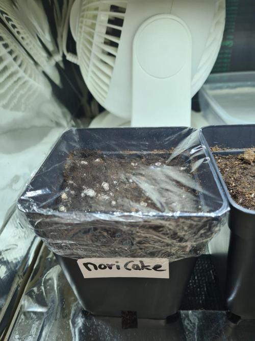 Nori Cake | Green House Seed Co.. Week 0 - 5-11