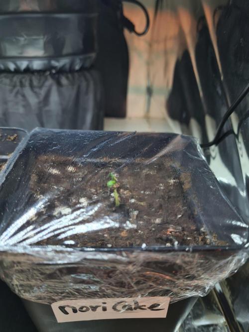 Nori Cake | Green House Seed Co.. Week 0 - 6-11