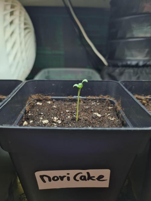 Nori Cake | Green House Seed Co.. Week 0 - 8-11