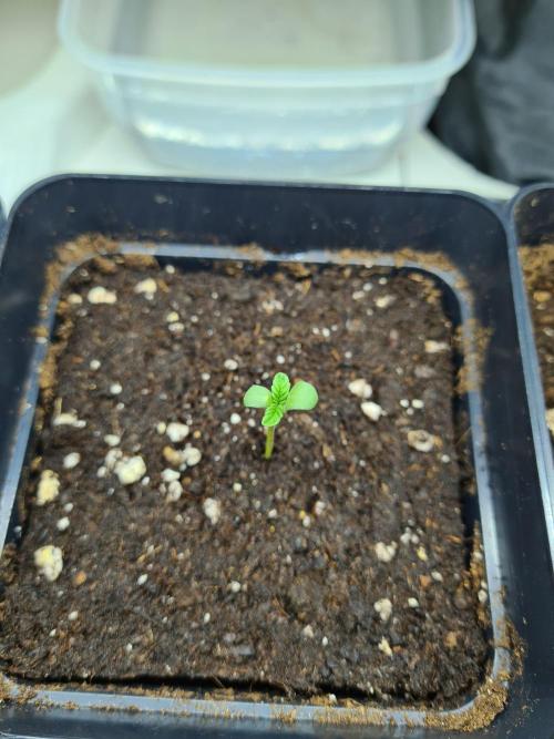Nori Cake | Green House Seed Co.. Week 0 - 8-11