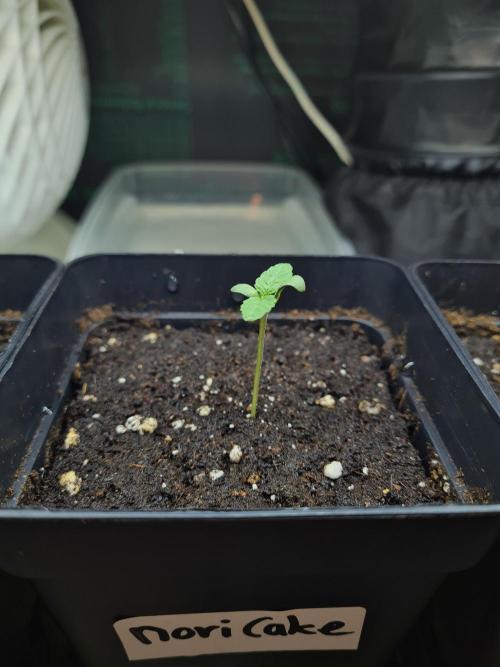 Nori Cake | Green House Seed Co.. Week 0 - 10-11