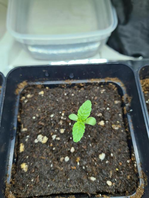 Nori Cake | Green House Seed Co.. Week 0 - 10-11