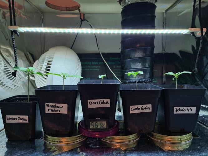 Nori Cake | Green House Seed Co.. Week 0 - 12-11