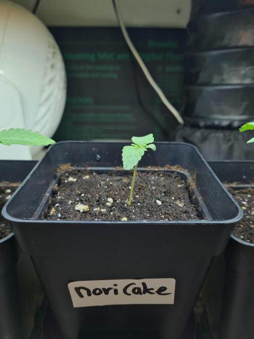 Nori Cake | Green House Seed Co.. Week 0 - 12-11