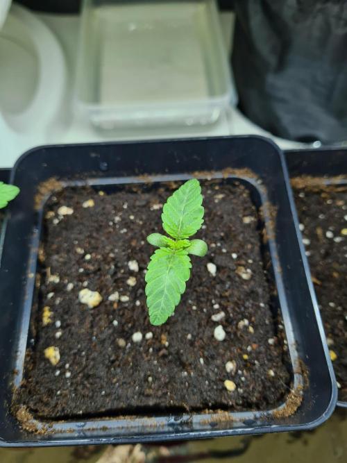 Nori Cake | Green House Seed Co.. Week 0 - 12-11