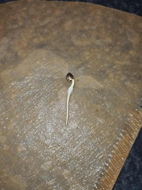 Rainbow Melon | Fast Buds. Week 0 - Root