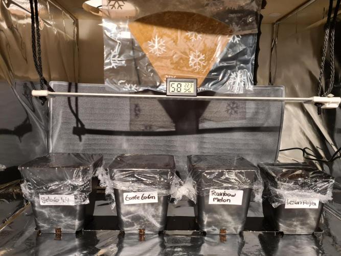 Rainbow Melon | Fast Buds. Week 0 - 3-11