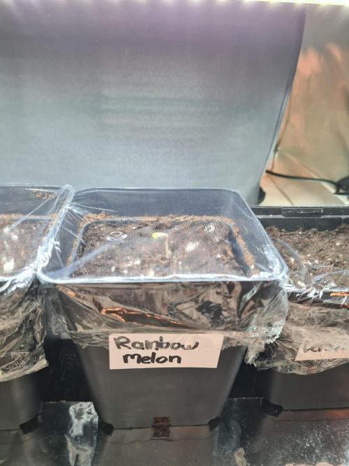 Rainbow Melon | Fast Buds. Week 0 - 4-11
