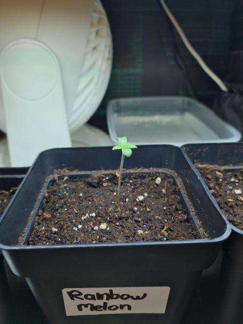 Rainbow Melon | Fast Buds. Week 0 - 6-11