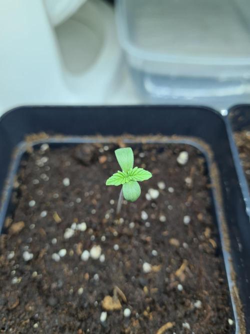 Rainbow Melon | Fast Buds. Week 0 - 6-11