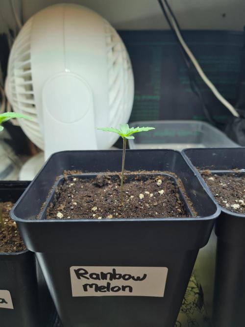 Rainbow Melon | Fast Buds. Week 0 - 8-11