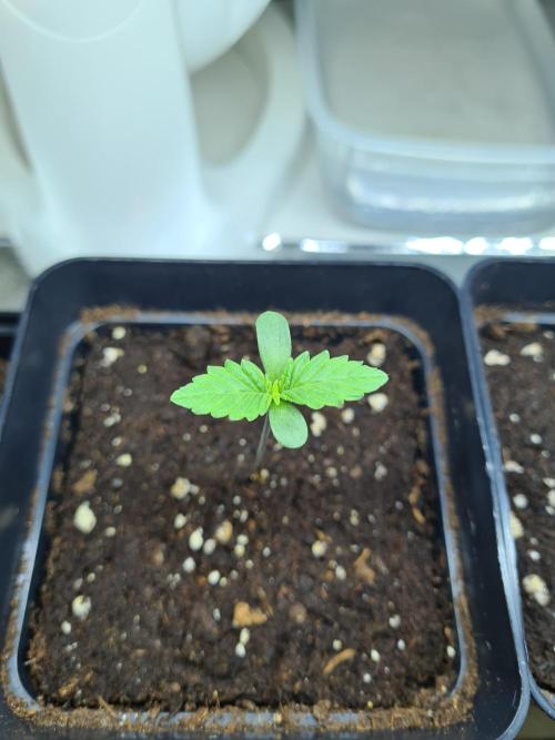 Rainbow Melon | Fast Buds. Week 0 - 8-11