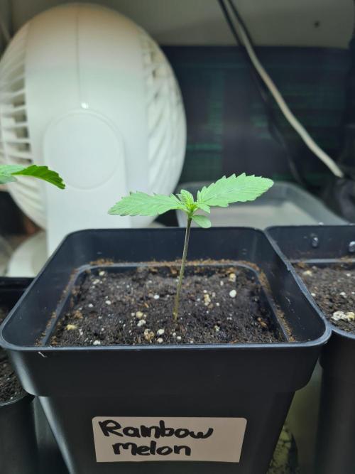 Rainbow Melon | Fast Buds. Week 0 - 10-11