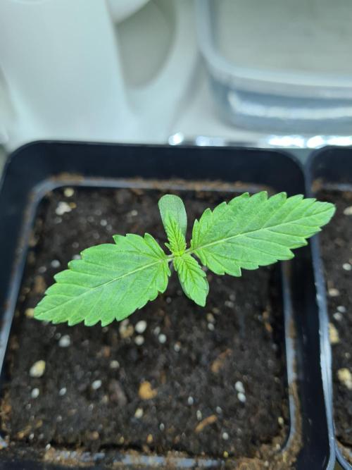 Rainbow Melon | Fast Buds. Week 0 - 10-11