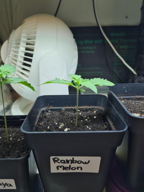 Rainbow Melon | Fast Buds. Week 0 - 12-11