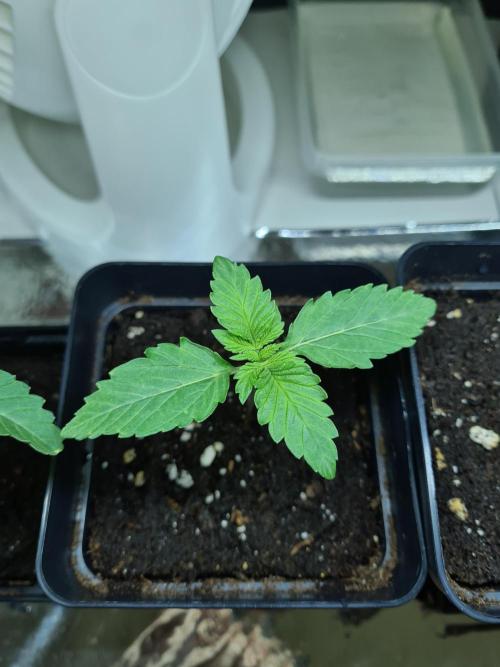 Rainbow Melon | Fast Buds. Week 0 - 12-11