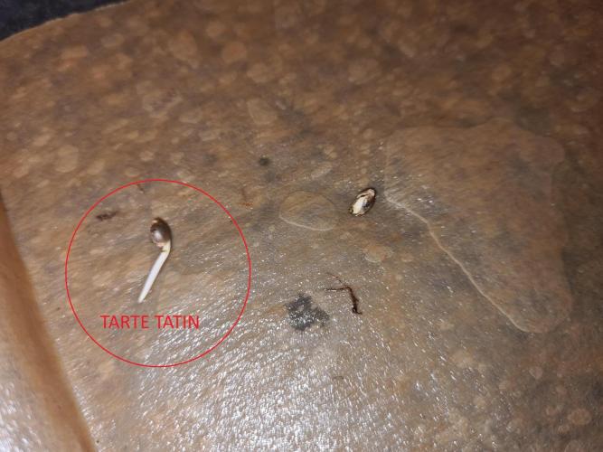 Tarte Tatin | Greenhouse Seeds Co.. Week 0 - Root