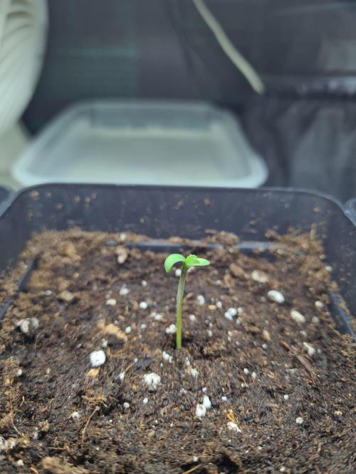 Tarte Tatin | Greenhouse Seeds Co.. Week 0 - 4-11