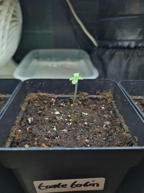 Tarte Tatin | Greenhouse Seeds Co.. Week 0 - 6-11