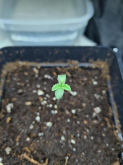 Tarte Tatin | Greenhouse Seeds Co.. Week 0 - 6-11