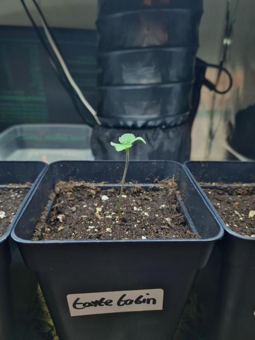 Tarte Tatin | Greenhouse Seeds Co.. Week 0 - 8-11