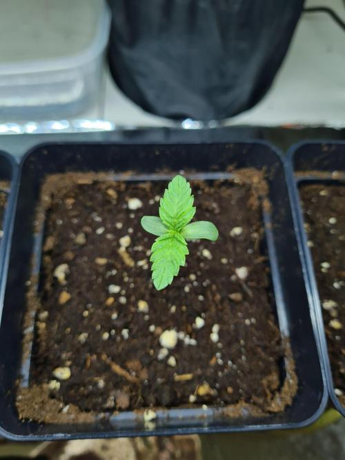 Tarte Tatin | Greenhouse Seeds Co.. Week 0 - 8-11