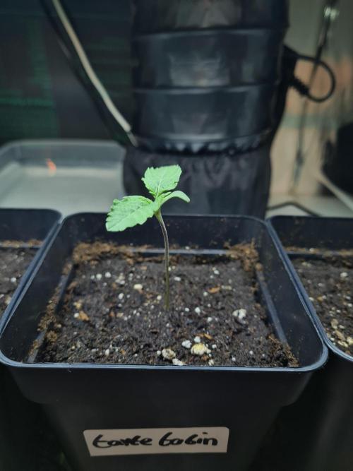 Tarte Tatin | Greenhouse Seeds Co.. Week 0 - 10-11