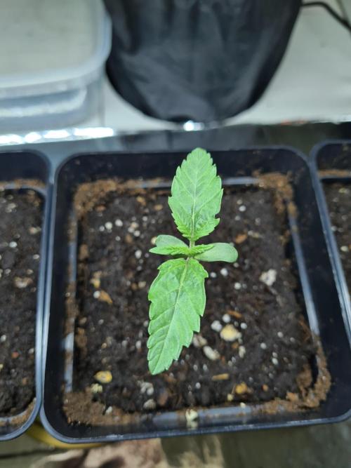 Tarte Tatin | Greenhouse Seeds Co.. Week 0 - 10-11