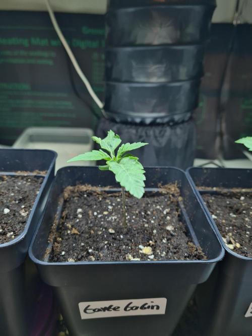 Tarte Tatin | Greenhouse Seeds Co.. Week 0 - 12-11