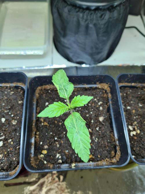 Tarte Tatin | Greenhouse Seeds Co.. Week 0 - 12-11