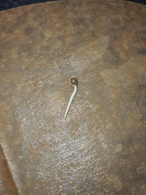 Lemonpaya | Fast Buds. Week 0 - Root