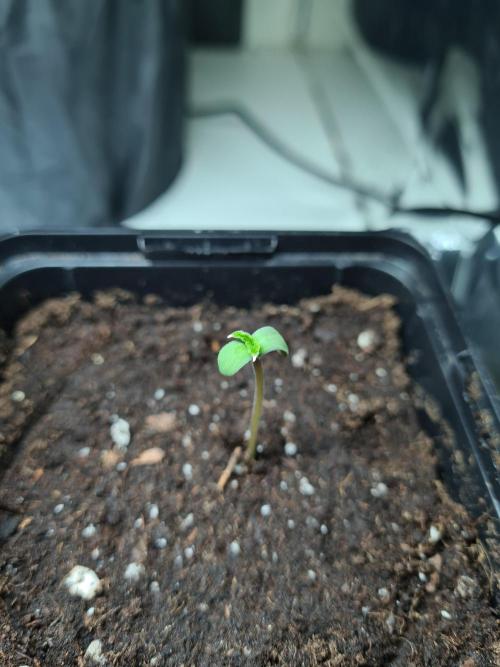 Lemonpaya | Fast Buds. Week 0 - 5-11