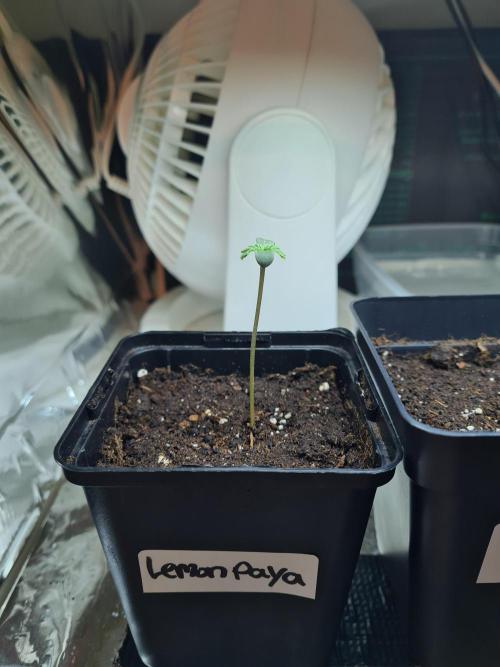 Lemonpaya | Fast Buds. Week 0 - 6-11