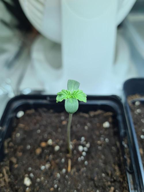 Lemonpaya | Fast Buds. Week 0 - 6-11