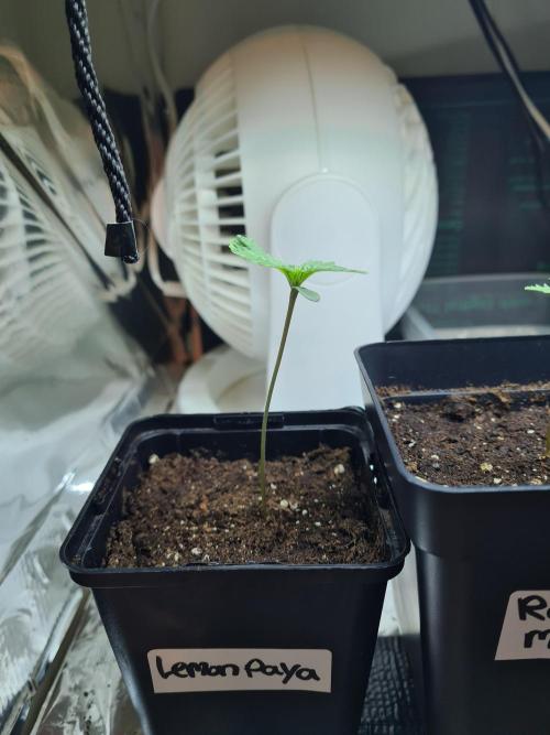 Lemonpaya | Fast Buds. Week 0 - 8-11