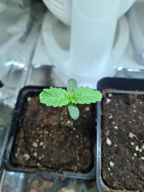 Lemonpaya | Fast Buds. Week 0 - 8-11