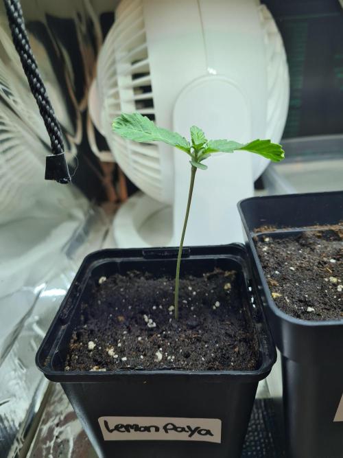 Lemonpaya | Fast Buds. Week 0 - 10-11