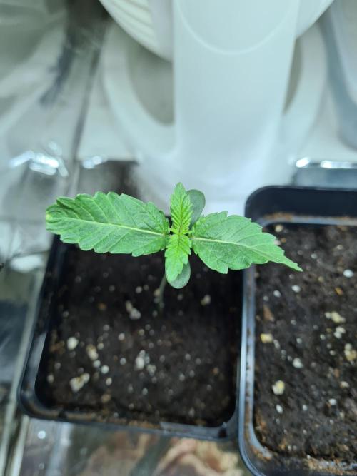 Lemonpaya | Fast Buds. Week 0 - 10-11