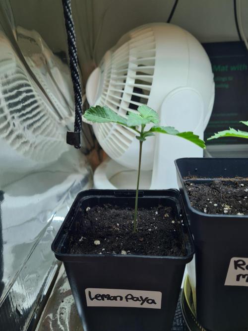 Lemonpaya | Fast Buds. Week 0 - 12-11