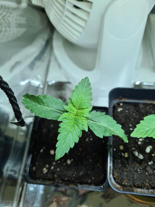 Lemonpaya | Fast Buds. Week 0 - 12-11