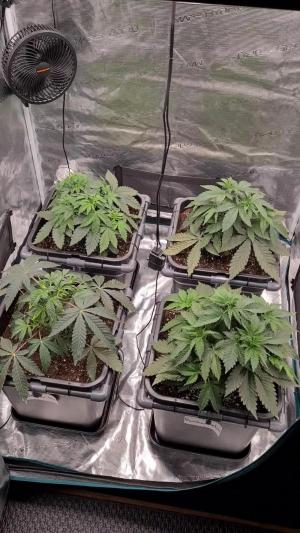 Comment by BLAZED photo #1