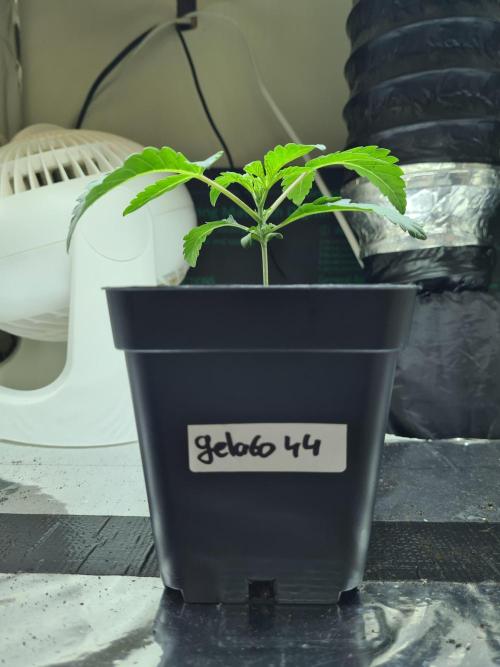 Gelato 44 | Royal Queen Seeds. Week 1 - 18-11