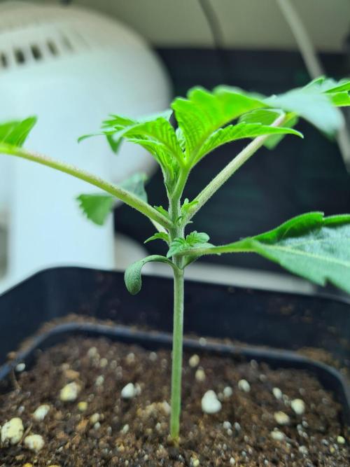 Gelato 44 | Royal Queen Seeds. Week 1 - 18-11