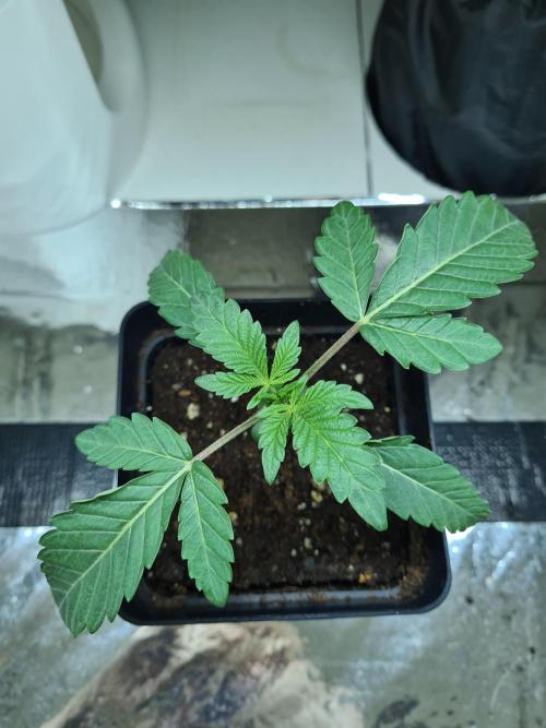 Gelato 44 | Royal Queen Seeds. Week 1 - 18-11