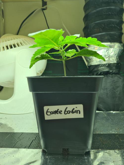 Tarte Tatin | Greenhouse Seeds Co.. Week 1 - 18-11