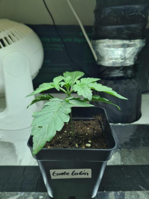 Tarte Tatin | Greenhouse Seeds Co.. Week 1 - 18-11