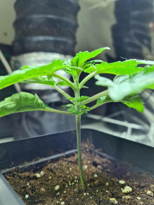 Tarte Tatin | Greenhouse Seeds Co.. Week 1 - 18-11